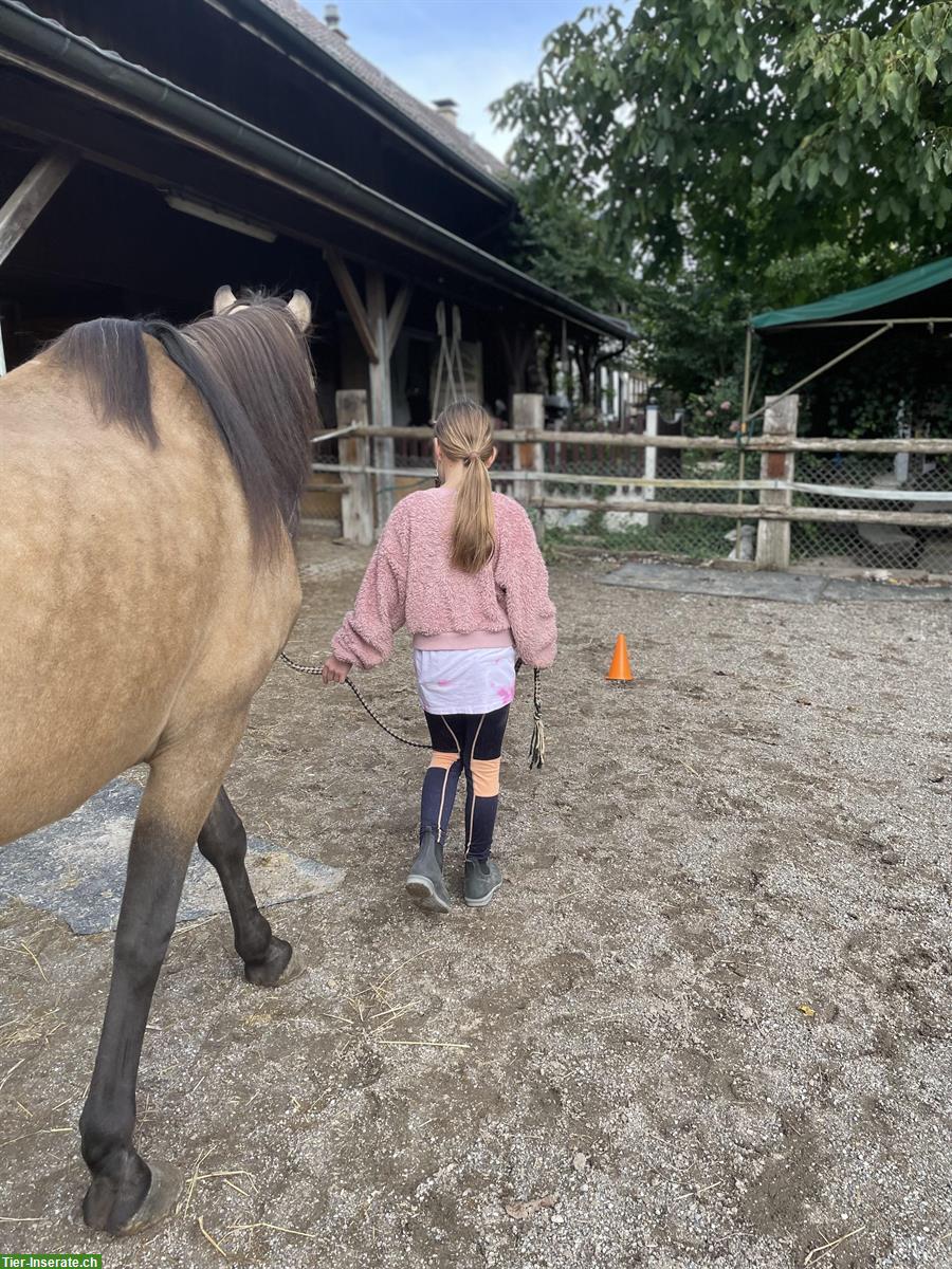 Bild 5: Biete Pflege- und Reitbeteiligungen nähe Winterthur