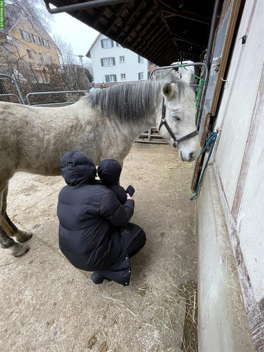 Bild 6: Biete Pflege- und Reitbeteiligungen nähe Winterthur