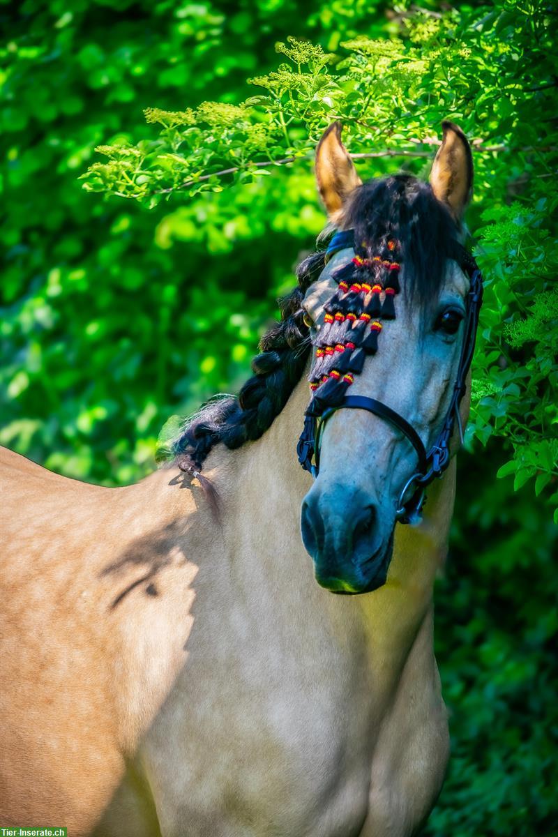 Bild 8: Biete Pflege- und Reitbeteiligungen nähe Winterthur
