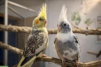 Junge Nymphensittiche, sehr lieb & anhänglich, viel Freiflug