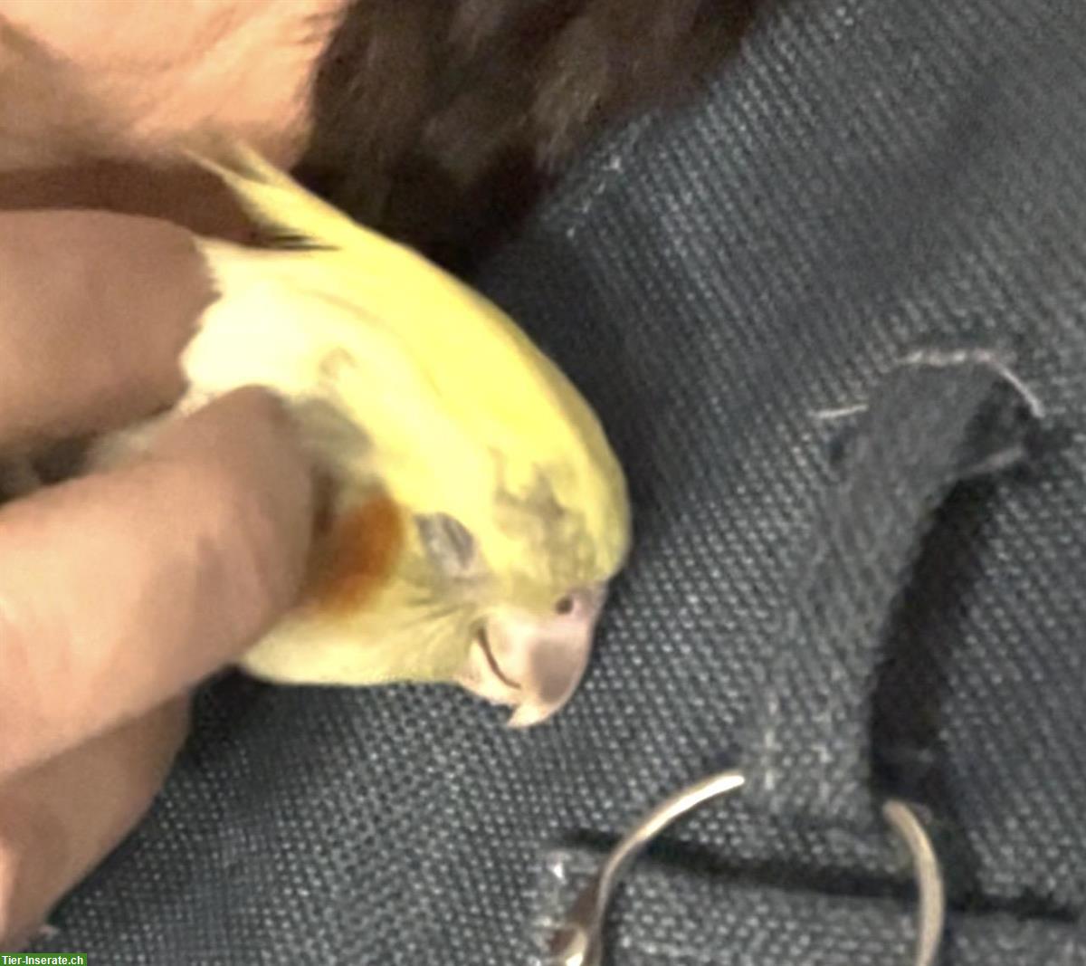 Bild 2: Junge Nymphensittiche, sehr lieb & anhänglich, viel Freiflug