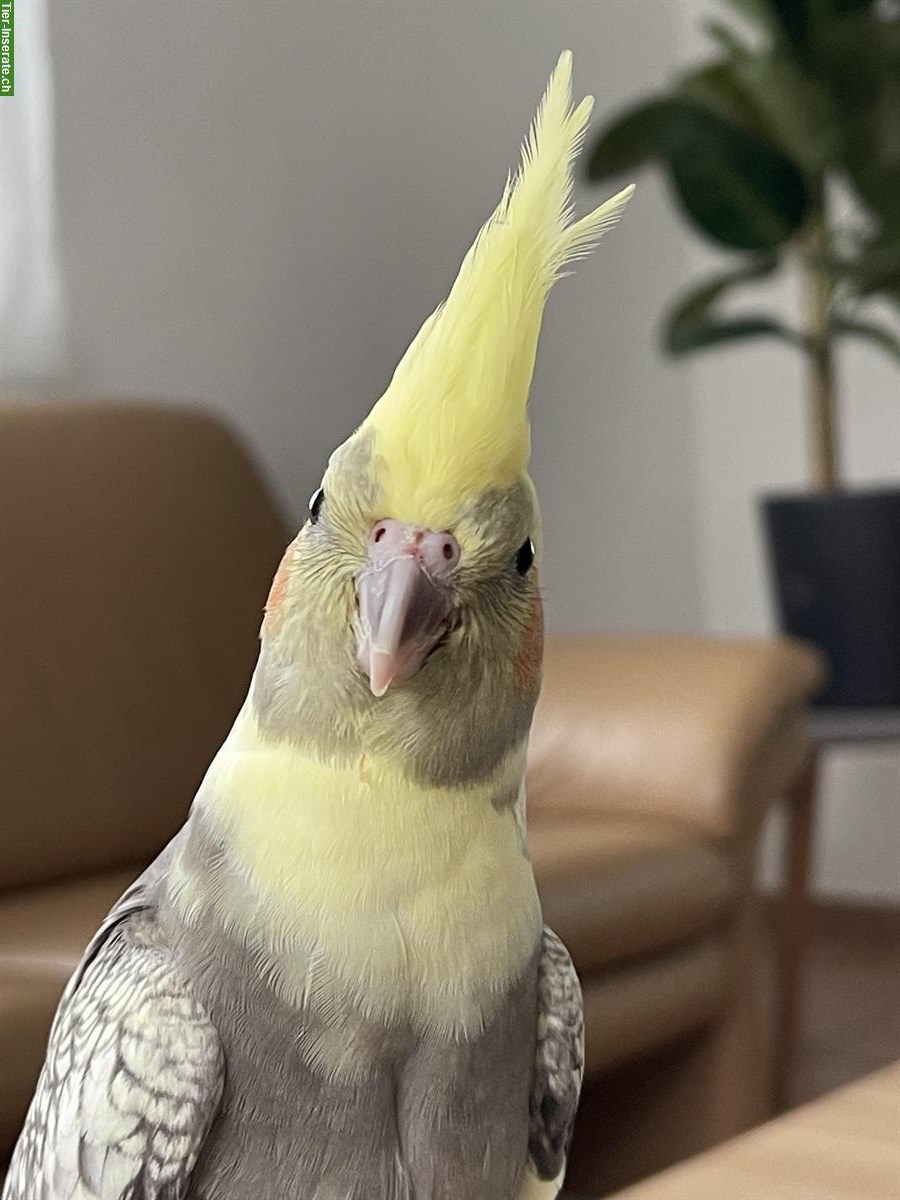 Bild 3: Junge Nymphensittiche, sehr lieb & anhänglich, viel Freiflug