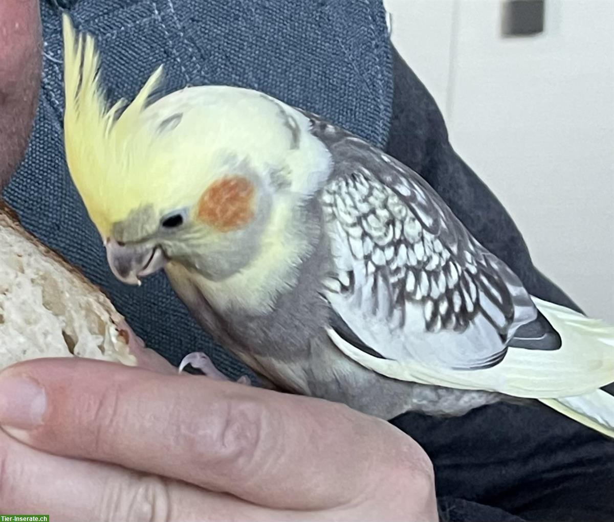 Bild 4: Junge Nymphensittiche, sehr lieb & anhänglich, viel Freiflug