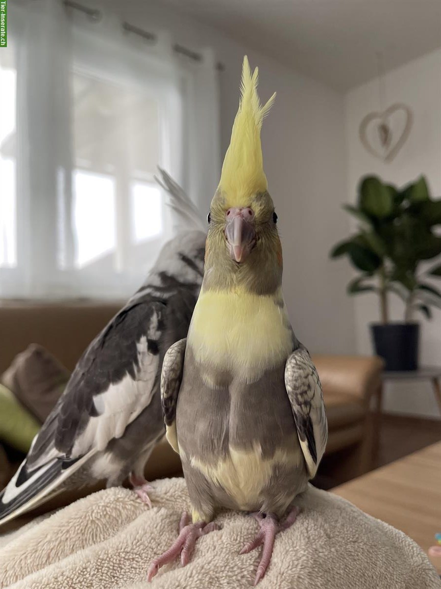 Bild 6: Junge Nymphensittiche, sehr lieb & anhänglich, viel Freiflug