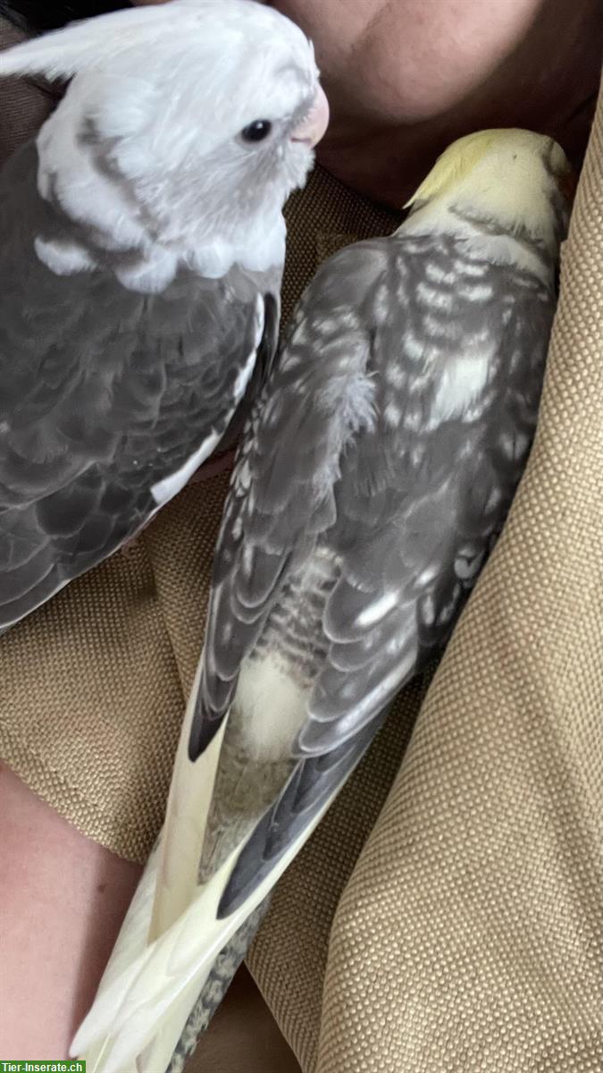 Bild 7: Junge Nymphensittiche, sehr lieb & anhänglich, viel Freiflug