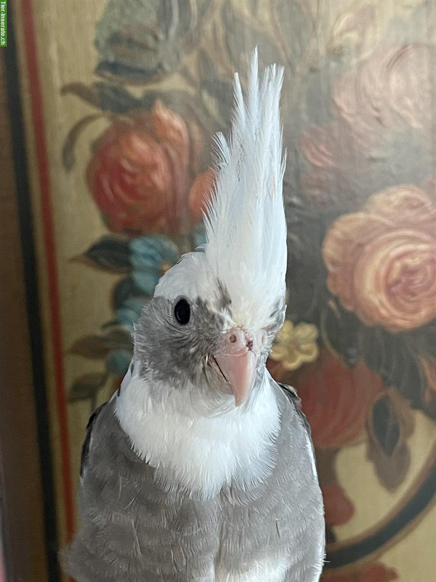 Bild 8: Junge Nymphensittiche, sehr lieb & anhänglich, viel Freiflug