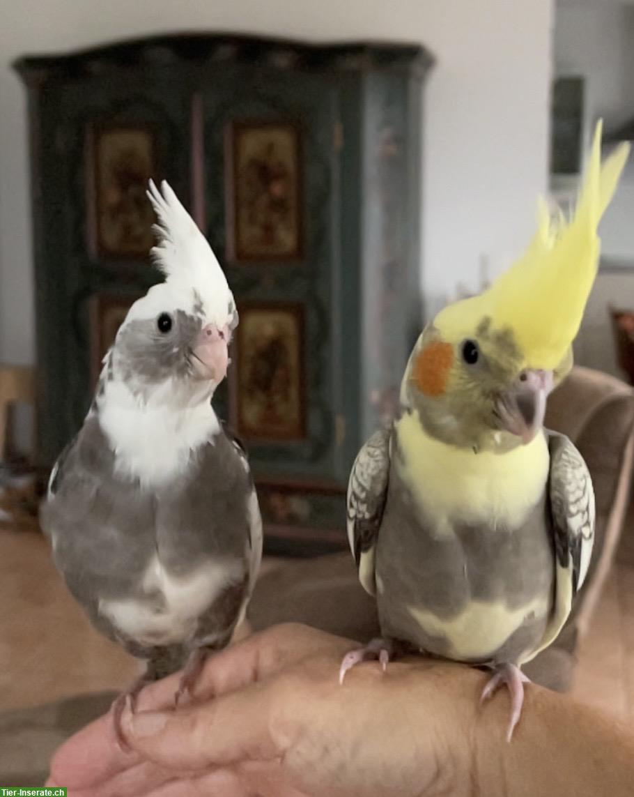 Bild 9: Junge Nymphensittiche, sehr lieb & anhänglich, viel Freiflug