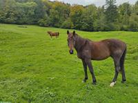 Biete Reitbeteiligung in Holderbank SO