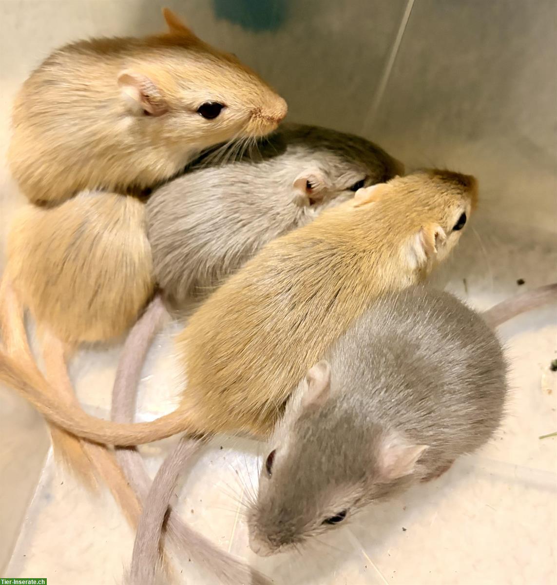 Rennmäuse an Tierfreund gratis abzugeben, nicht als Futter!