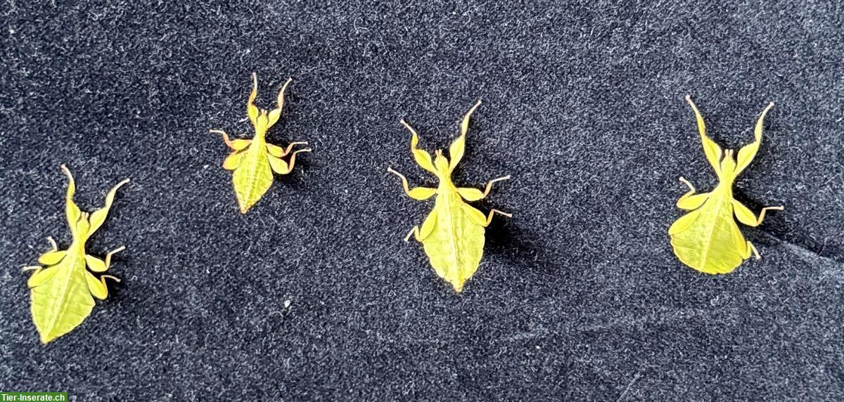 Phyllium philippinicum / wandelnde Blätter aus eigener Nachzucht