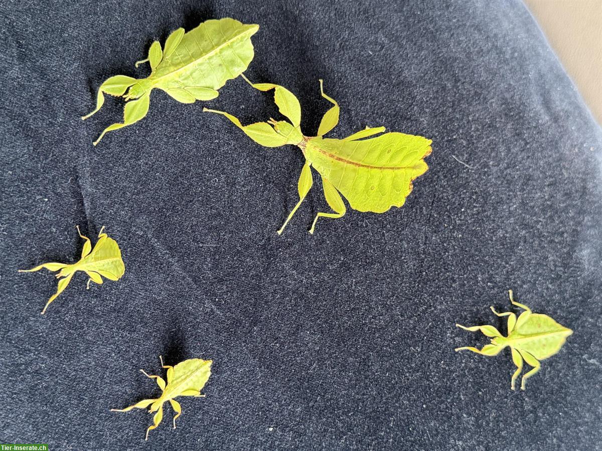 Bild 2: Phyllium philippinicum / wandelnde Blätter aus eigener Nachzucht