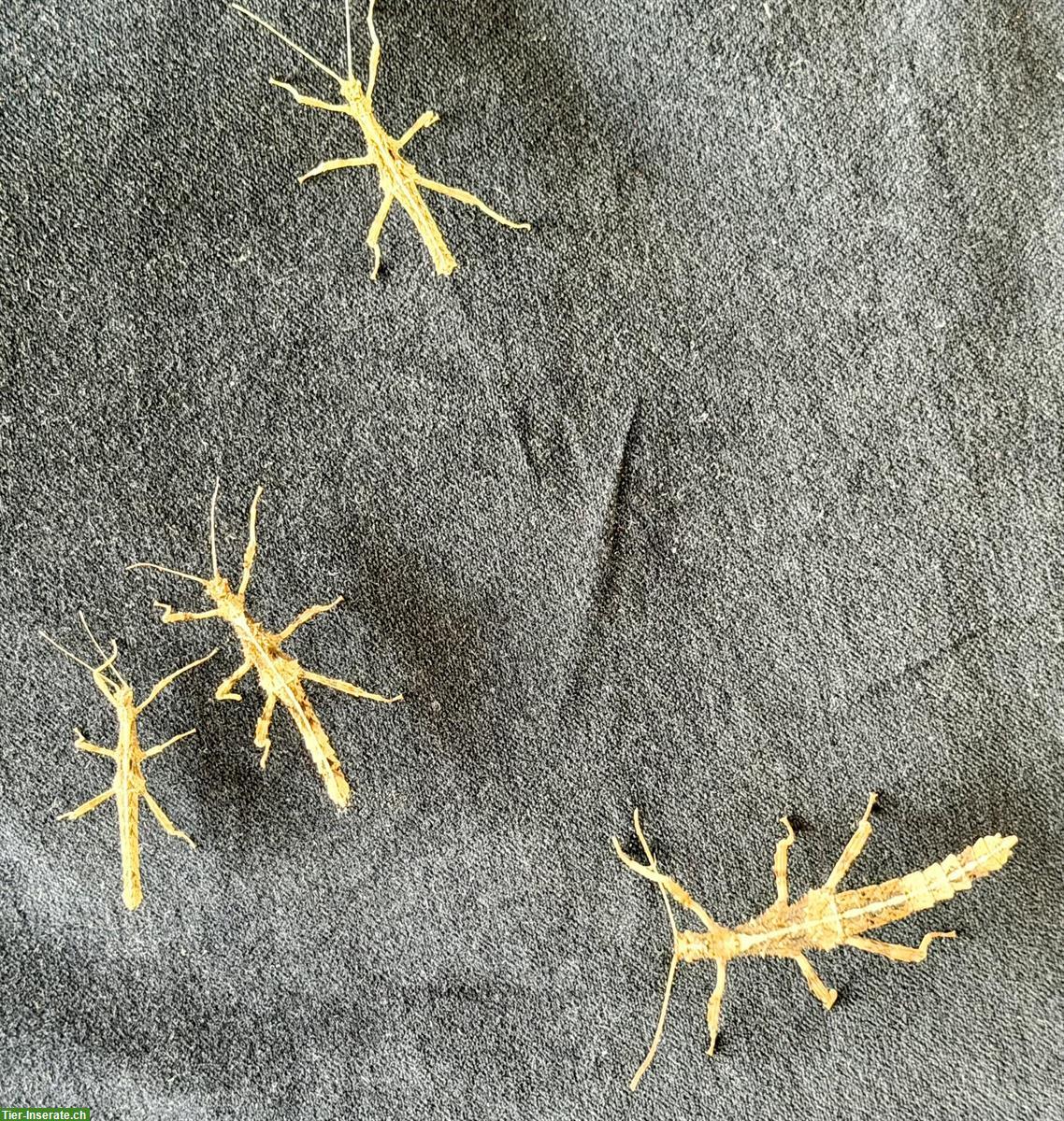 Bild 3: Phyllium philippinicum / wandelnde Blätter aus eigener Nachzucht