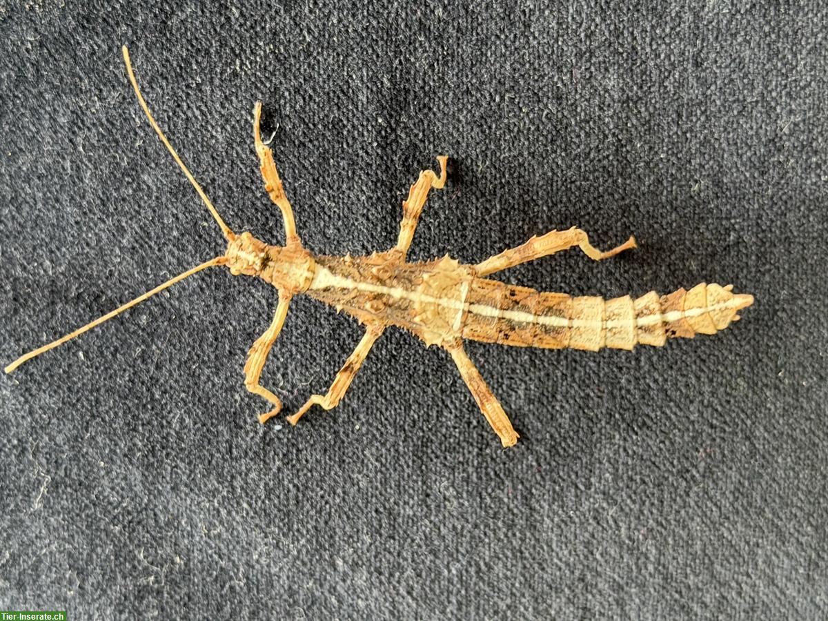 Bild 4: Phyllium philippinicum / wandelnde Blätter aus eigener Nachzucht