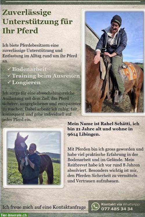 Suchst du Unterstützung im Alltag mit Pferd, dann melde dich