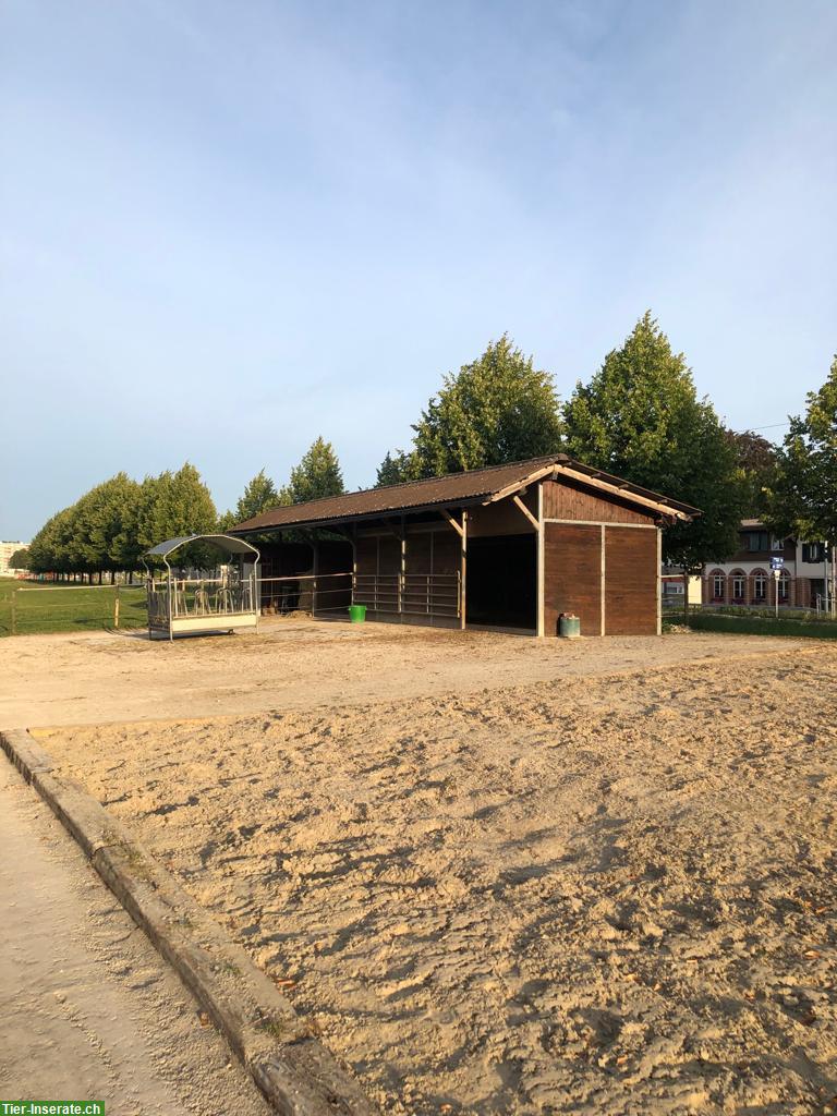 Freier Pensionsplatz in Offenstall in der Agglomeration von Bern