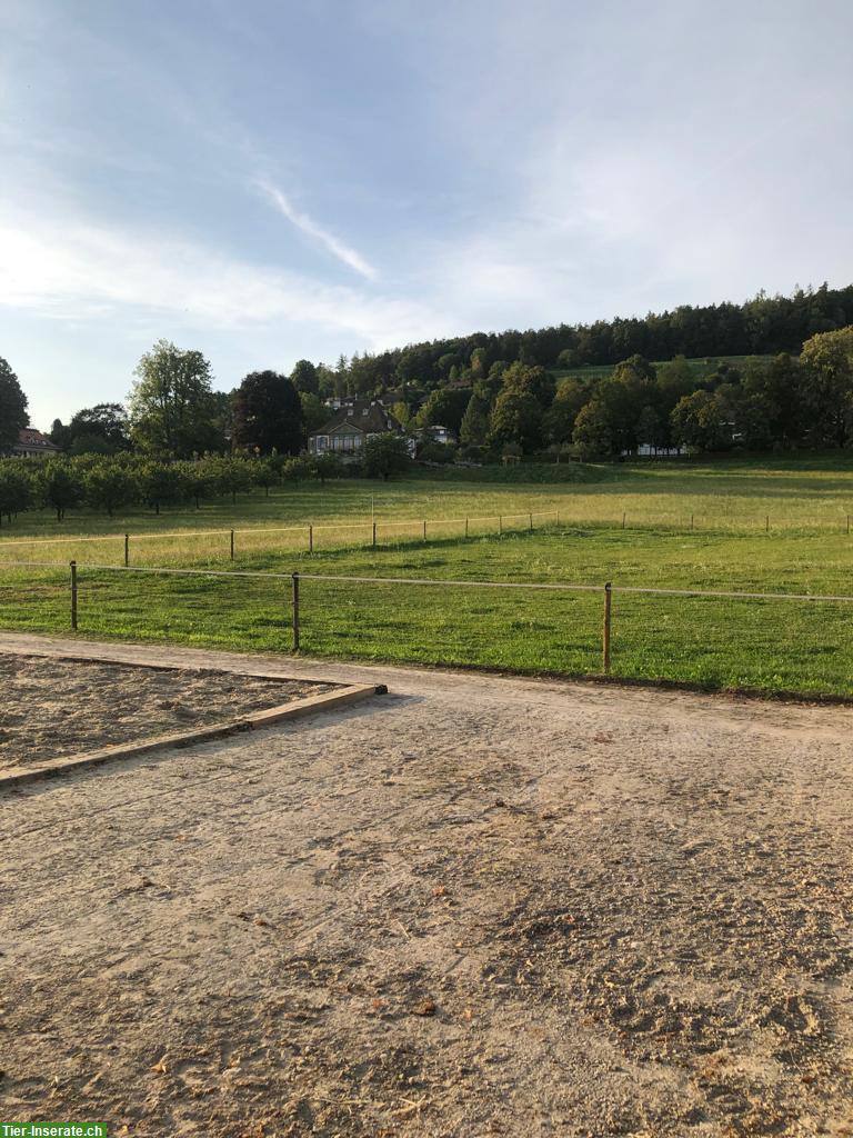 Bild 2: Freier Pensionsplatz in Offenstall in der Agglomeration von Bern