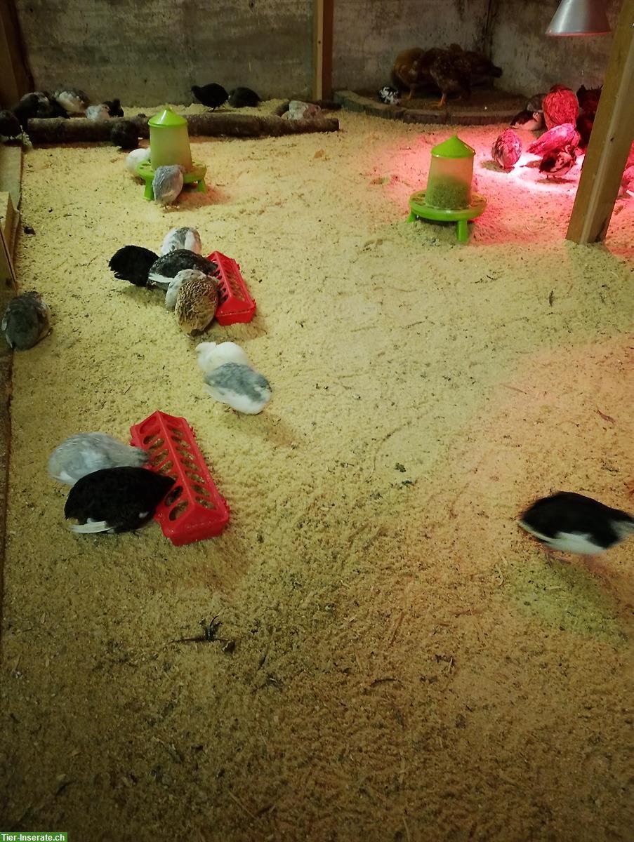 Zahme Farbwachteln legereif zu verkaufen