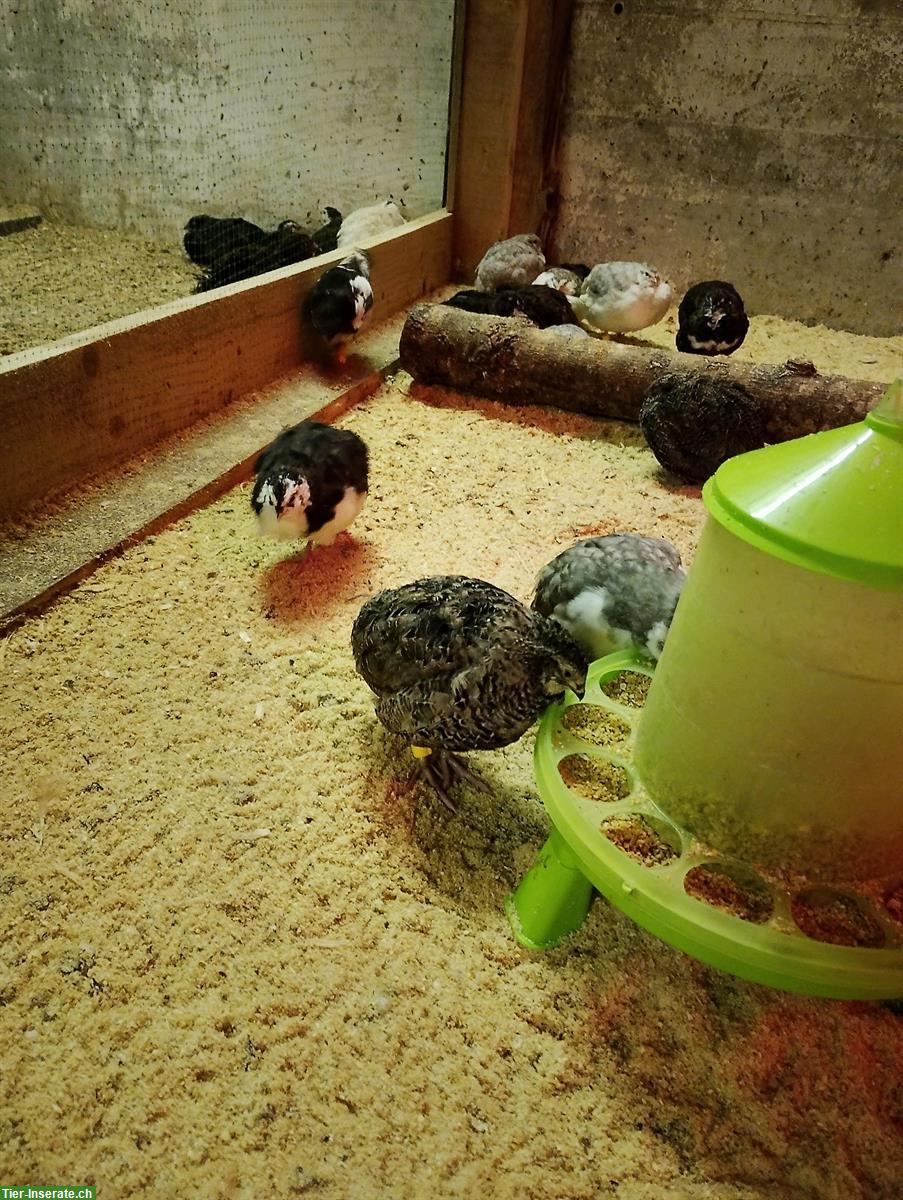 Bild 2: Zahme Farbwachteln legereif zu verkaufen