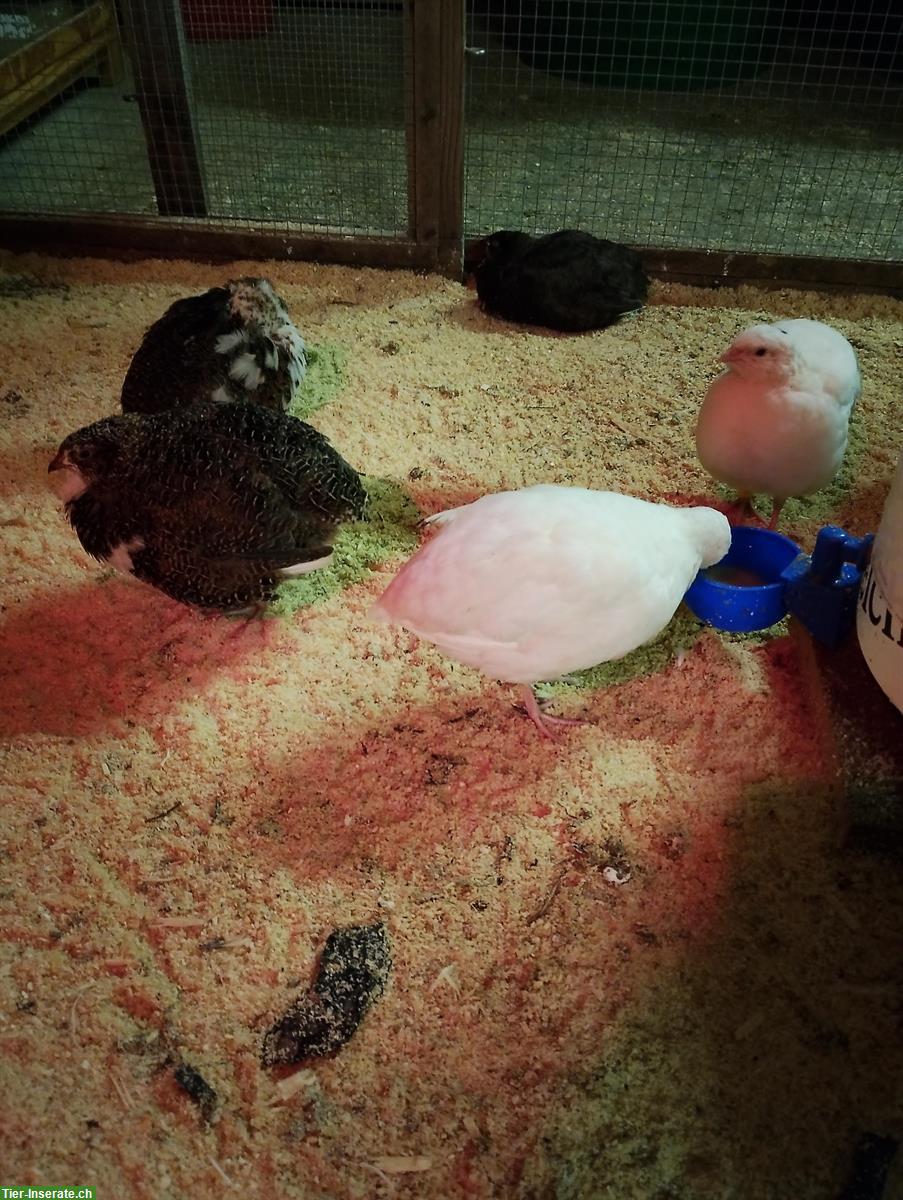 Bild 3: Zahme Farbwachteln legereif zu verkaufen