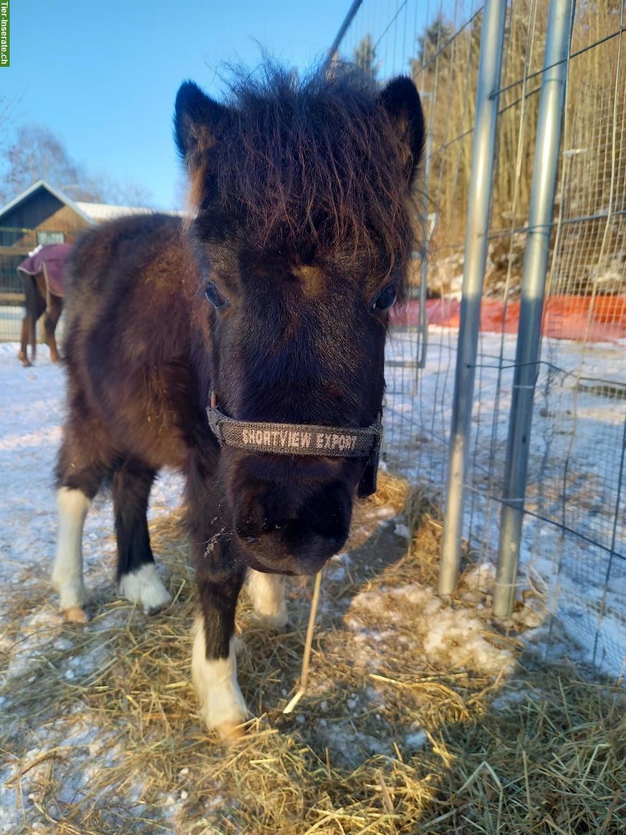 Schönes, liebes American Shetland Pony Hengstfohlen "Onyx"