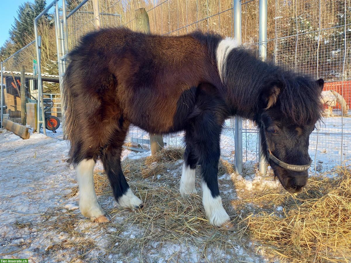 Bild 2: Schönes, liebes American Shetland Pony Hengstfohlen "Onyx"