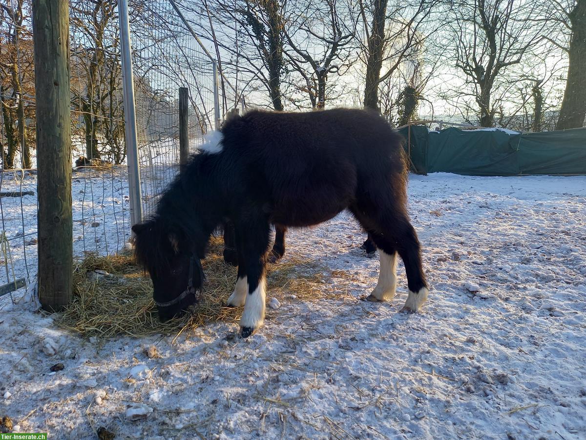 Bild 3: Schönes, liebes American Shetland Pony Hengstfohlen "Onyx"