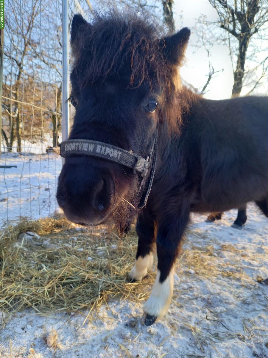 Bild 4: Schönes, liebes American Shetland Pony Hengstfohlen "Onyx"