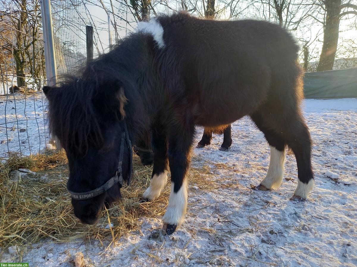 Bild 5: Schönes, liebes American Shetland Pony Hengstfohlen "Onyx"