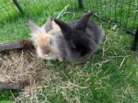 2 wunderschöne Löwenkopf Zwergkaninchen, knapp 2-jährig