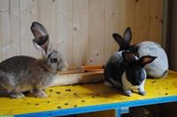 Kaninchen Masthybriden zu verkaufen