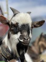 Zahmer Zwergziegen-Bock mit Deckerfahrung