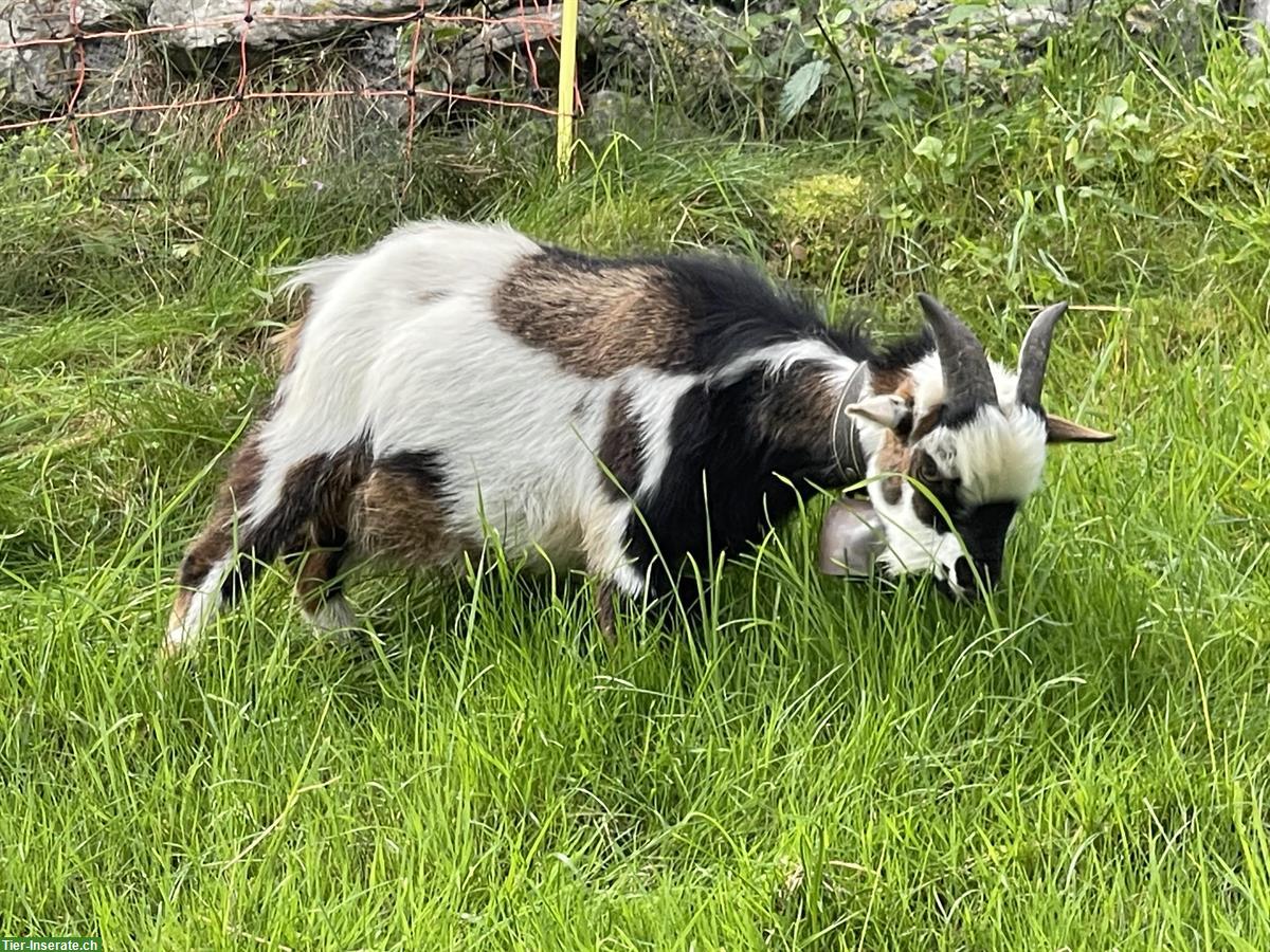 Bild 2: Zahmer Zwergziegen-Bock mit Deckerfahrung