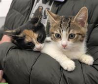 Sonia & Fluffy – 2 kleine Katzen Seelen, die ein Wunder suchen