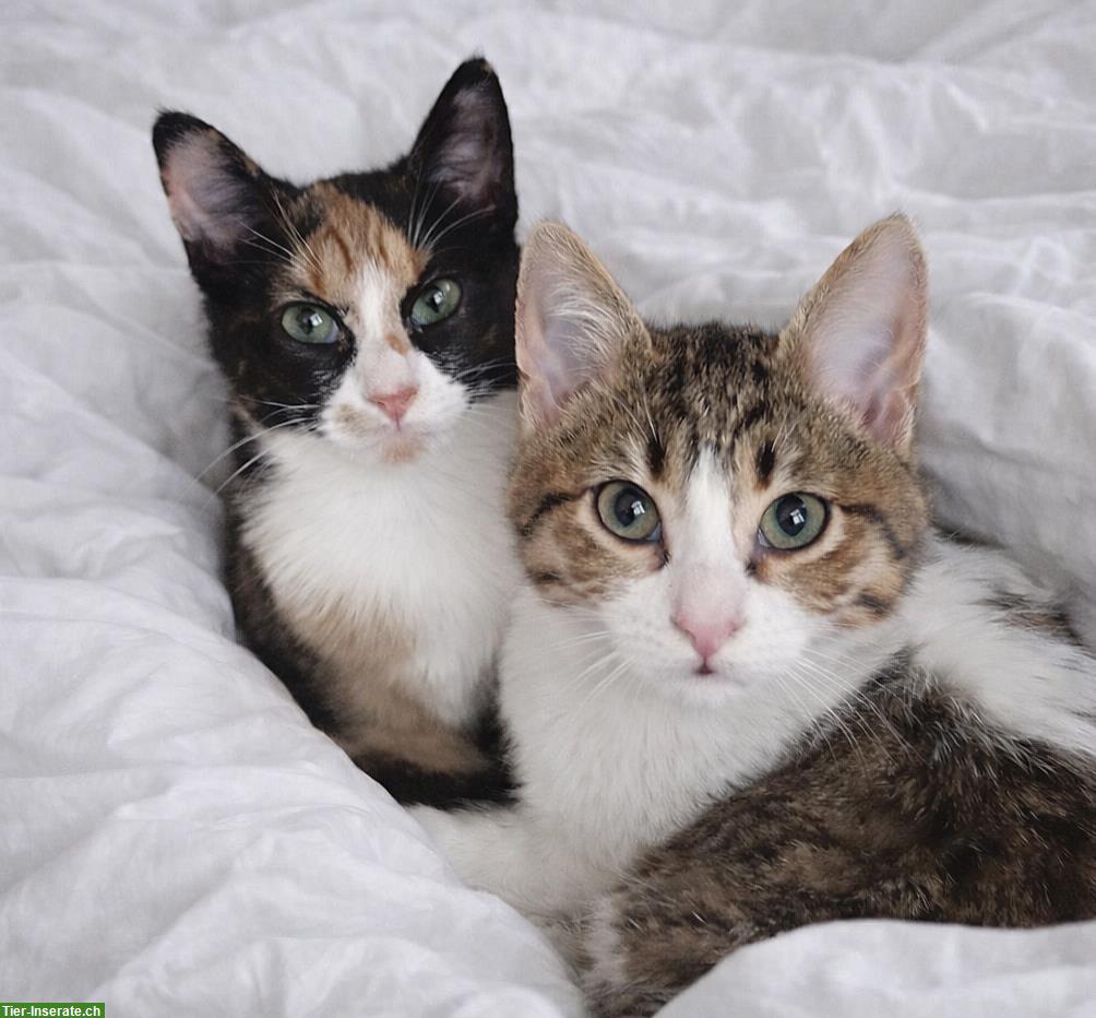 Bild 2: Sonia & Fluffy – 2 kleine Katzen Seelen, die ein Wunder suchen