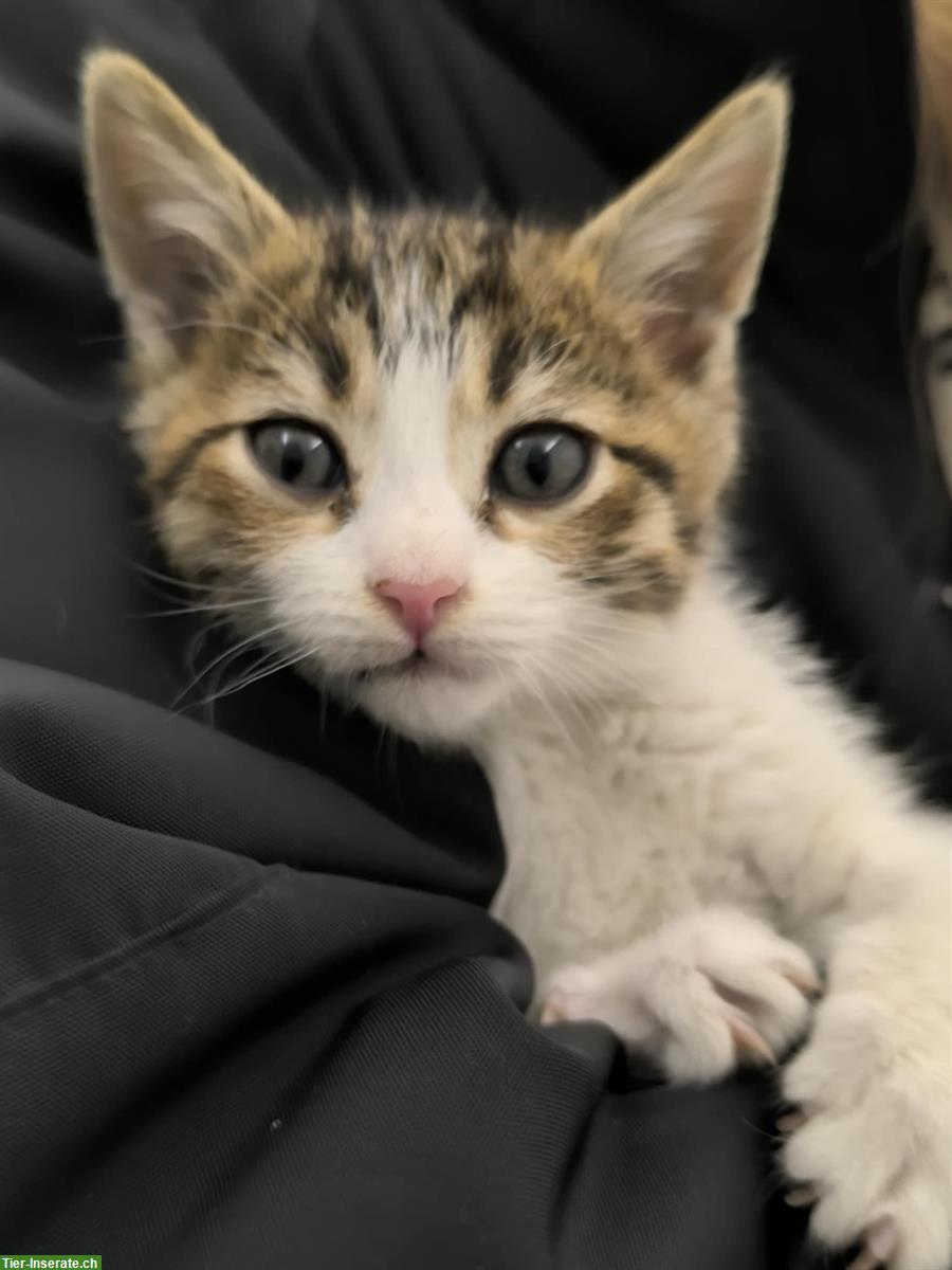 Bild 3: Sonia & Fluffy – 2 kleine Katzen Seelen, die ein Wunder suchen