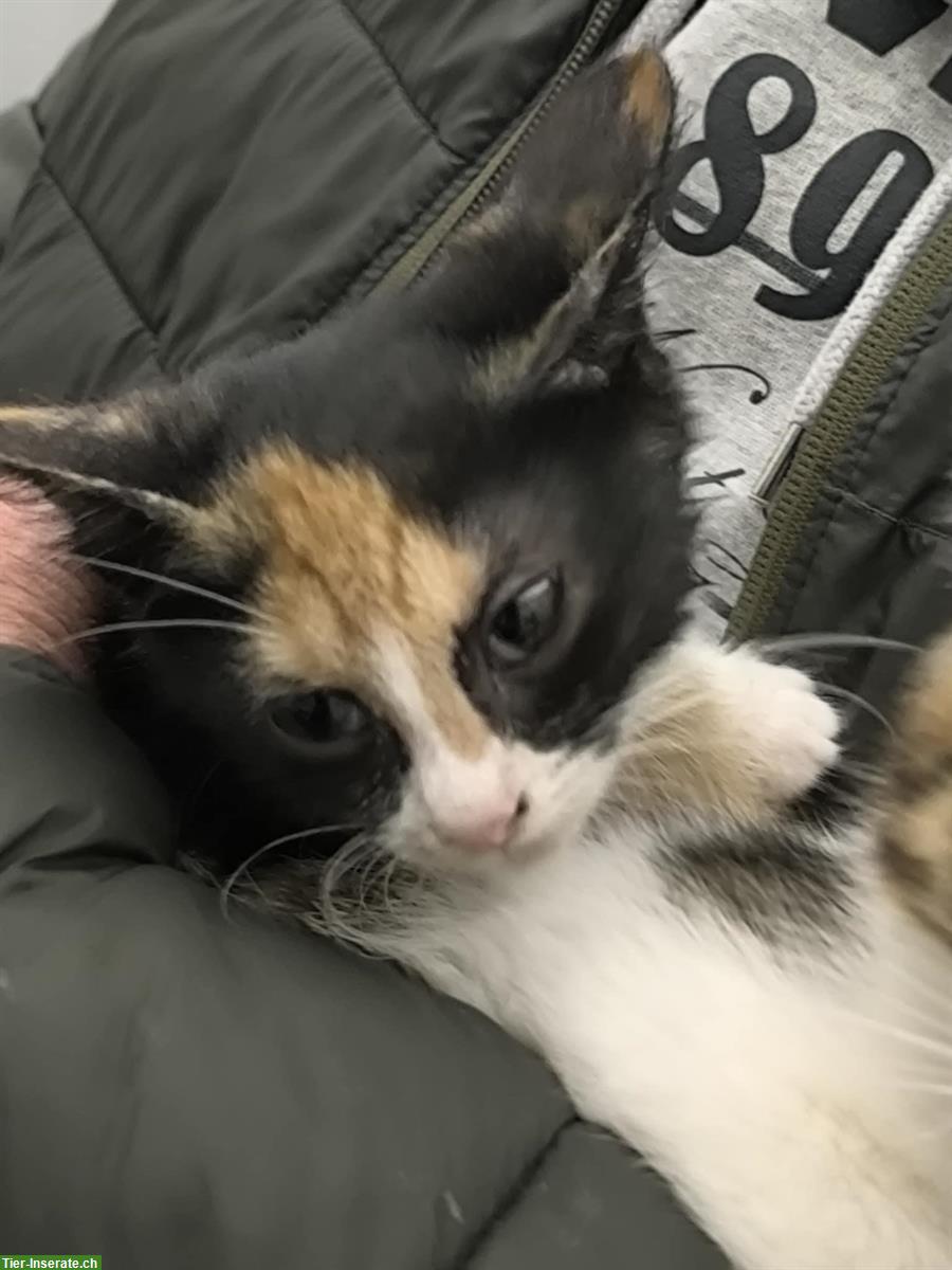 Bild 4: Sonia & Fluffy – 2 kleine Katzen Seelen, die ein Wunder suchen