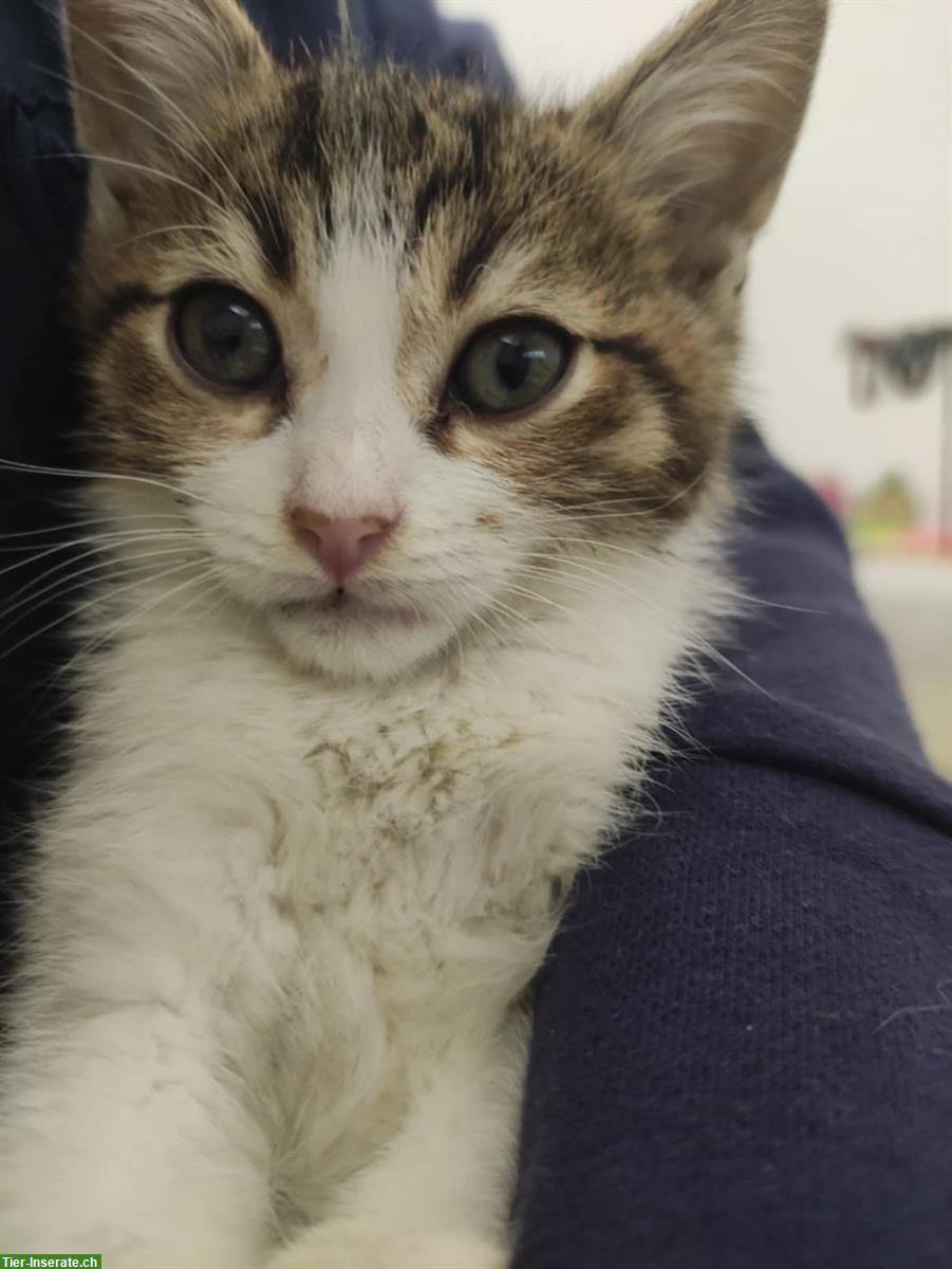 Bild 5: Sonia & Fluffy – 2 kleine Katzen Seelen, die ein Wunder suchen