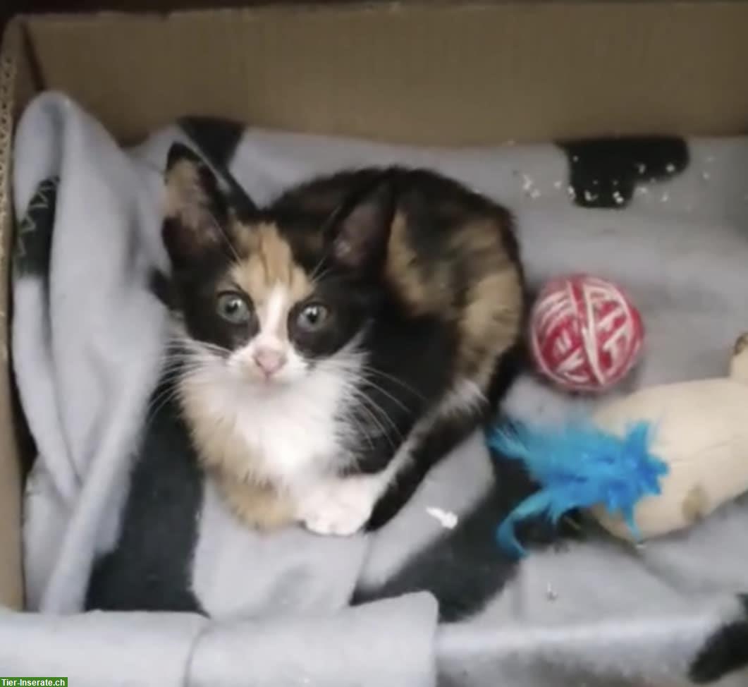 Bild 6: Sonia & Fluffy – 2 kleine Katzen Seelen, die ein Wunder suchen