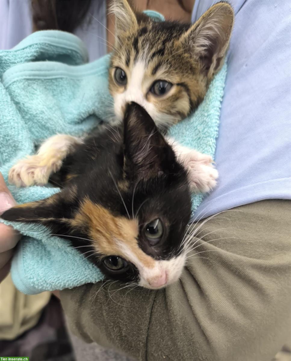 Bild 7: Sonia & Fluffy – 2 kleine Katzen Seelen, die ein Wunder suchen