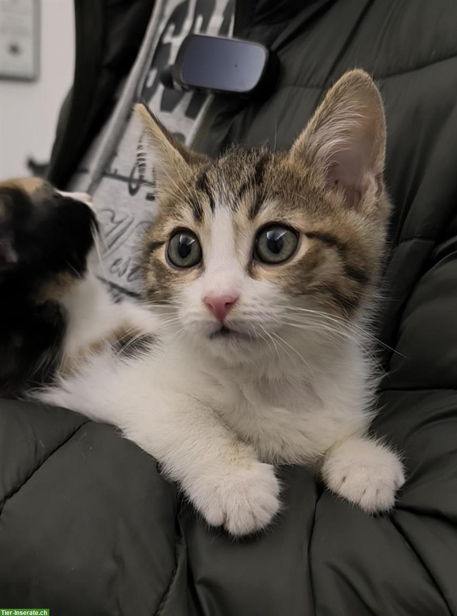 Bild 8: Sonia & Fluffy – 2 kleine Katzen Seelen, die ein Wunder suchen