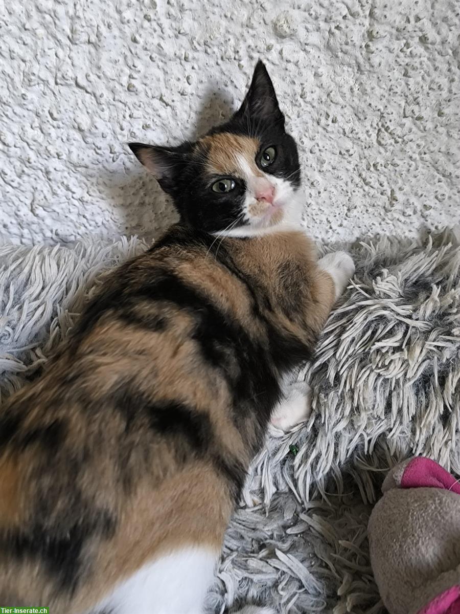 Bild 9: Sonia & Fluffy – 2 kleine Katzen Seelen, die ein Wunder suchen