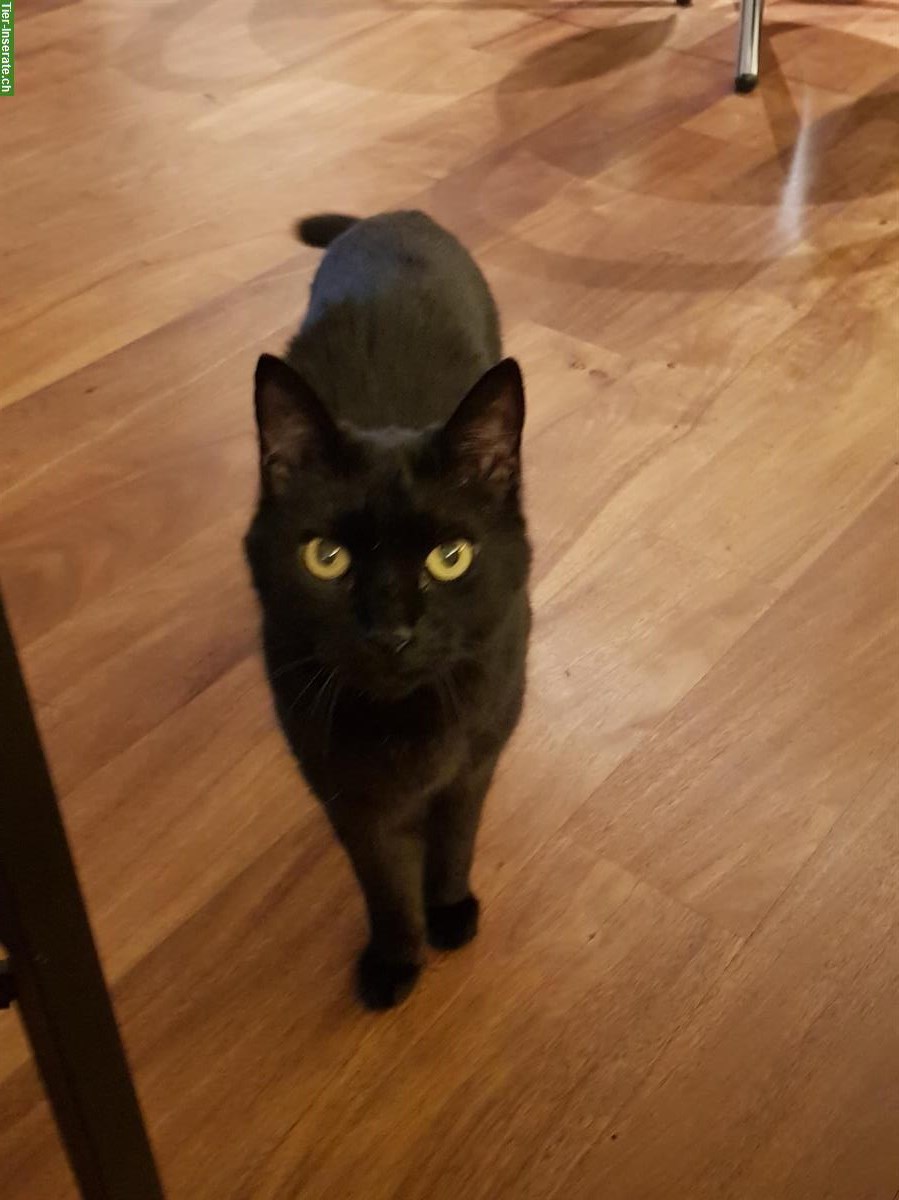 Schwarzer Kater, verschmust & kommunikativ, sucht ruhigen Lebensplatz