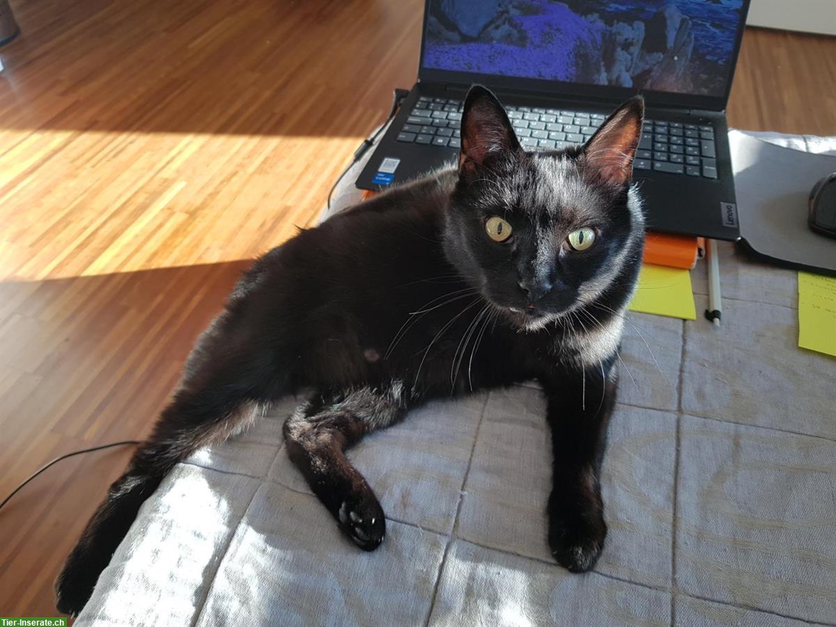 Bild 2: Schwarzer Kater, verschmust & kommunikativ, sucht ruhigen Lebensplatz