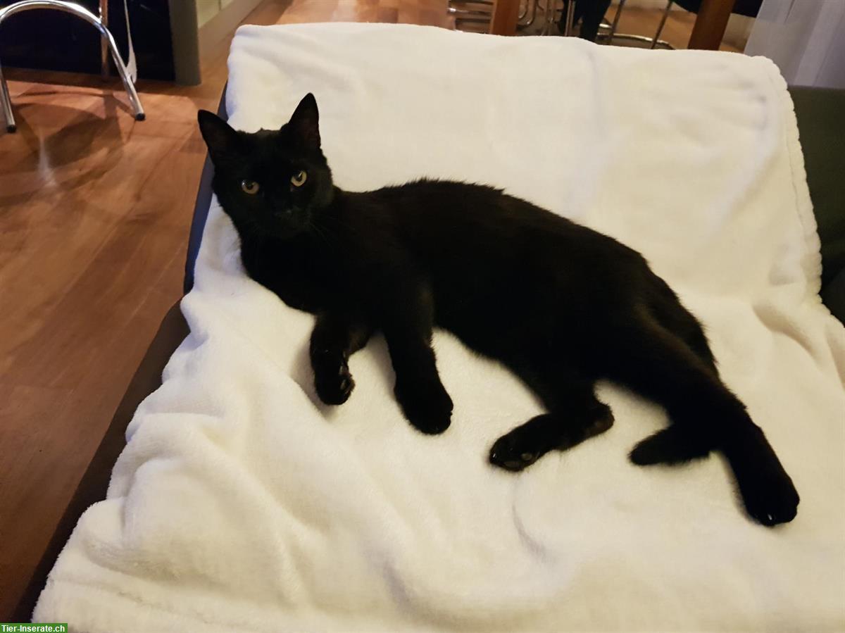 Bild 3: Schwarzer Kater, verschmust & kommunikativ, sucht ruhigen Lebensplatz