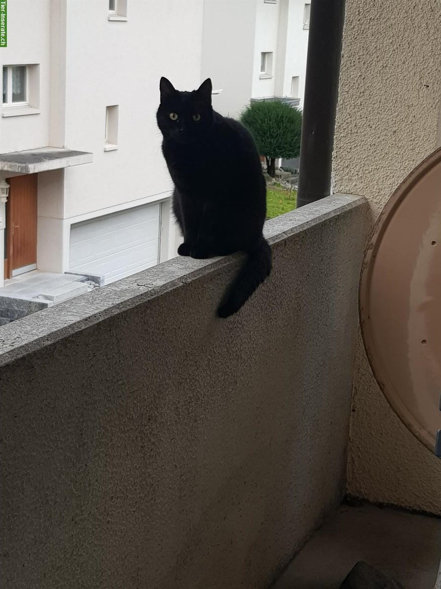 Bild 4: Schwarzer Kater, verschmust & kommunikativ, sucht ruhigen Lebensplatz