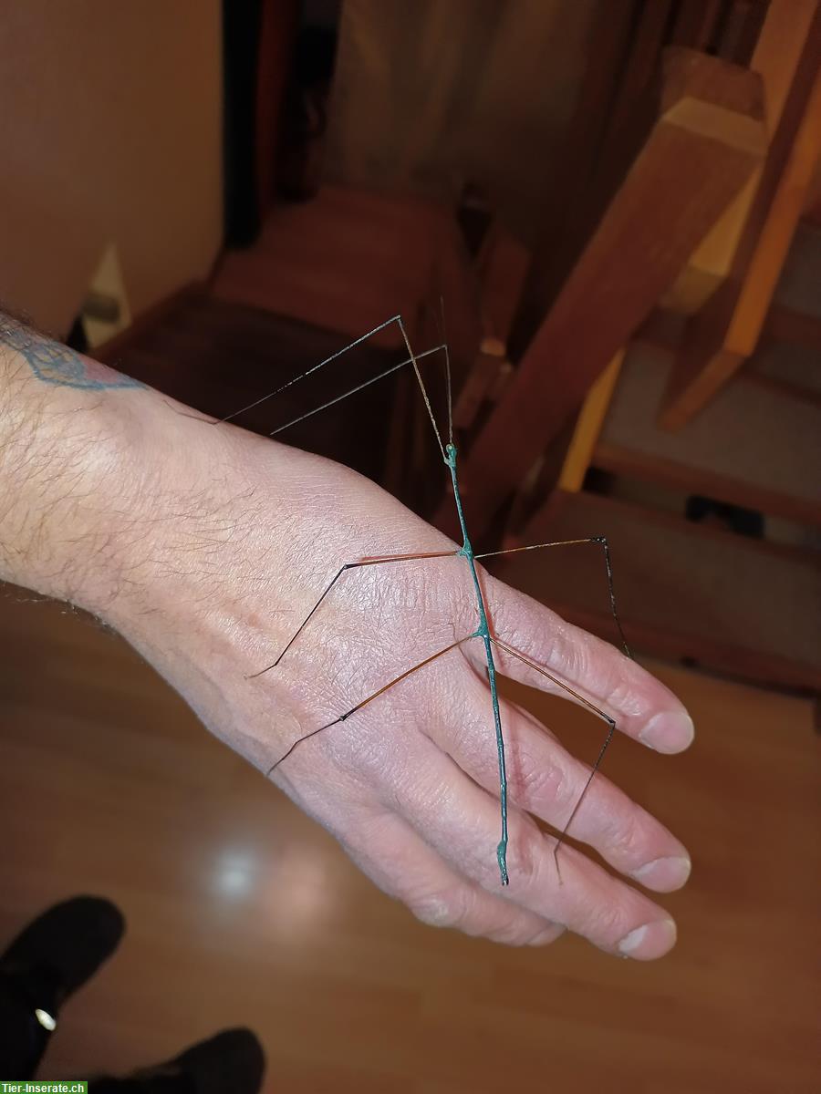 GRATIS: Thailändische Stabschrecken