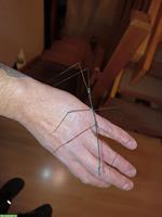 GRATIS: Thailändische Stabschrecken