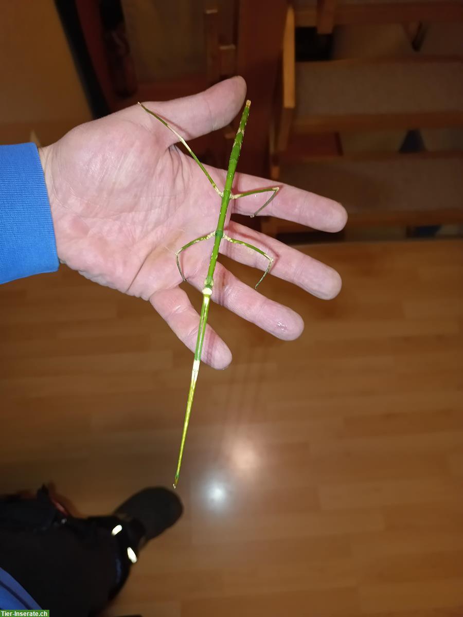 Bild 2: GRATIS: Thailändische Stabschrecken