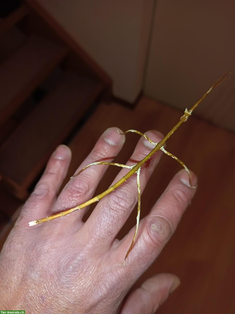 Bild 3: GRATIS: Thailändische Stabschrecken