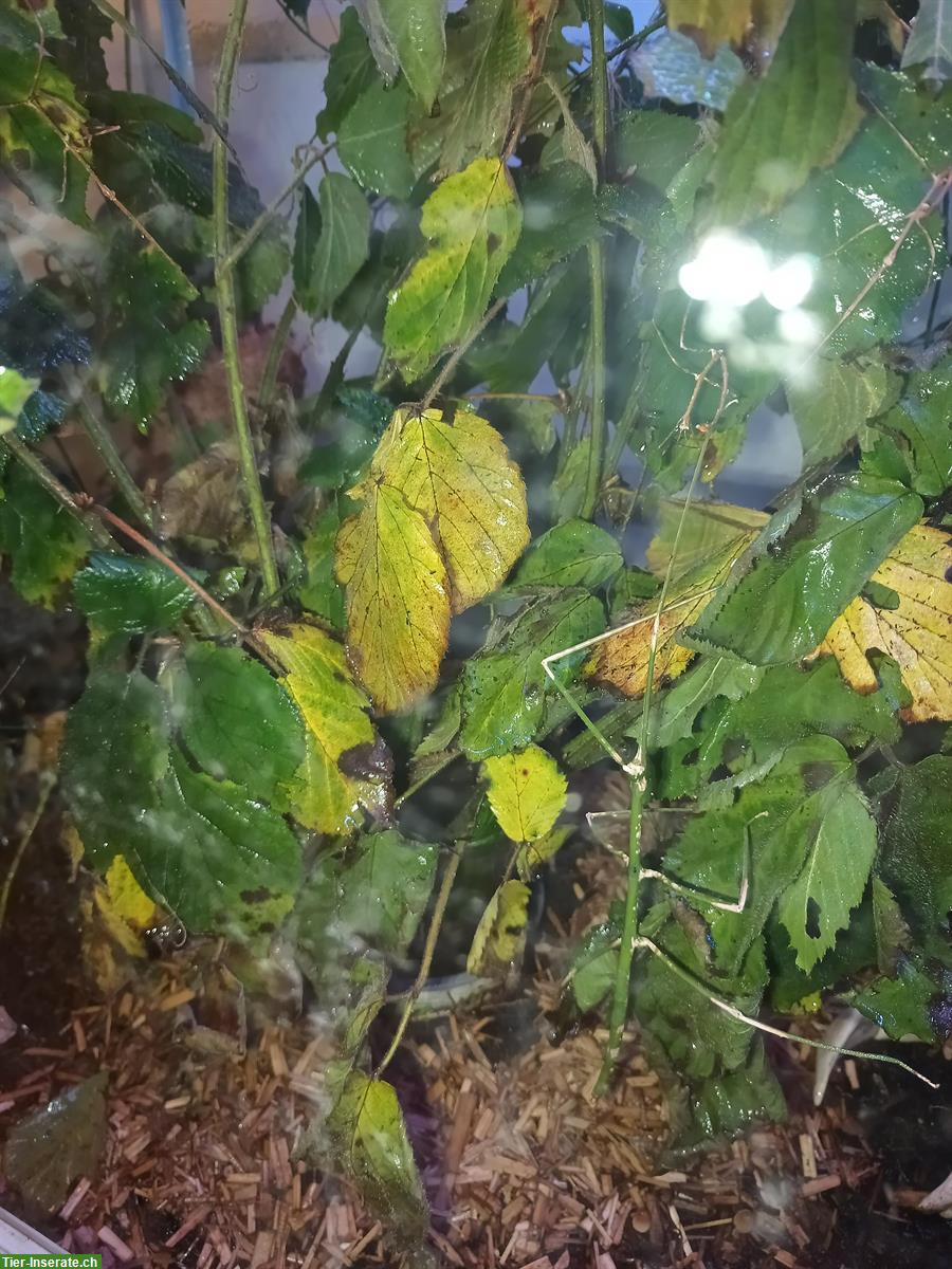 Bild 4: GRATIS: Thailändische Stabschrecken